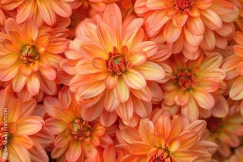 Farm Flowers. Close Up of Orange Blooms on a Sunny Day in Natural Floral Setting