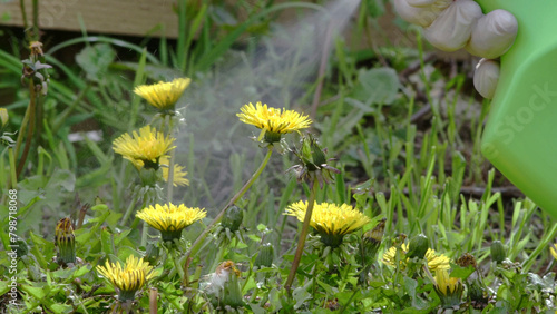 Gardener spraying weed killer on to dandelion weed growing in garden photo