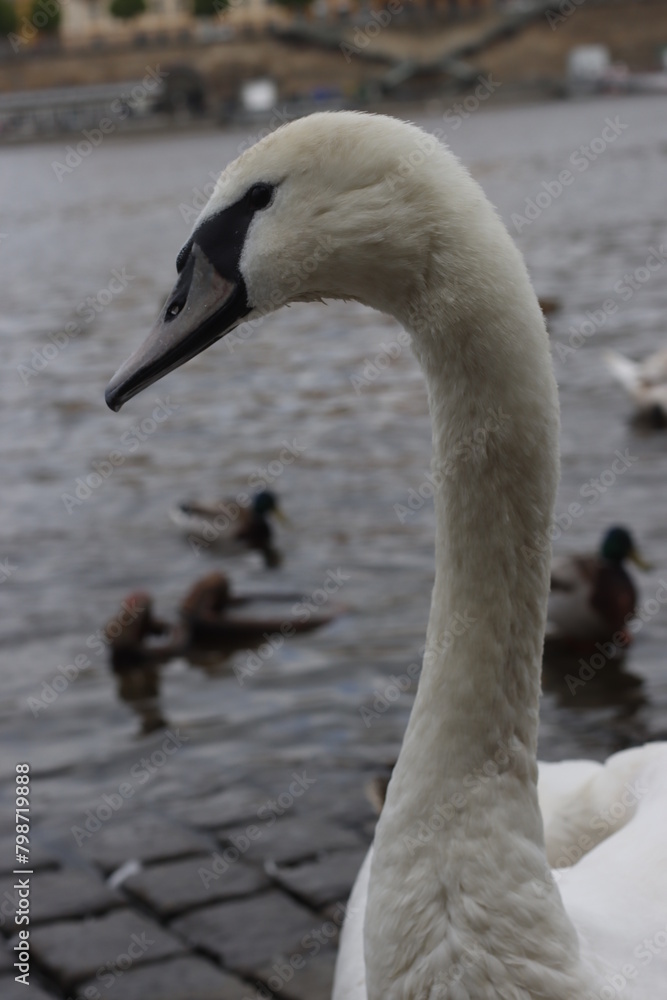white swan on the water white swan on the water