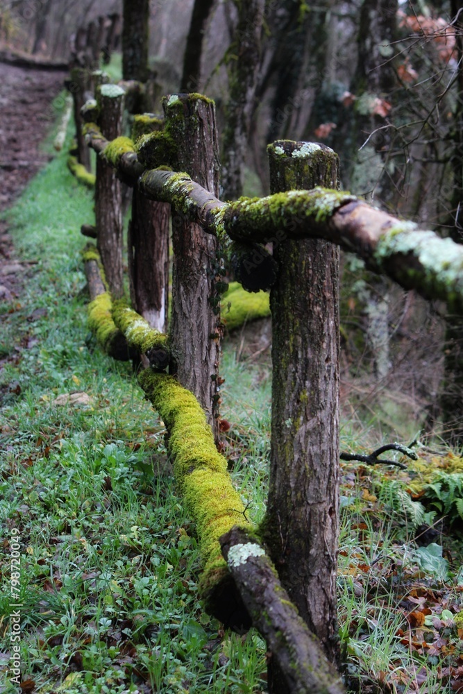 clôture, chemin, verdure, mousse, nature, forêt, arbre, bois, vieux, paysage, branchages