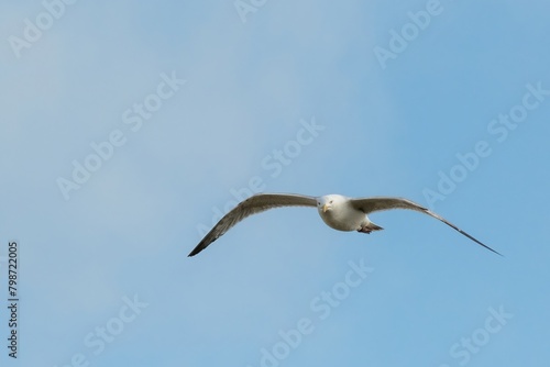 flying seagull in front of a blue sky