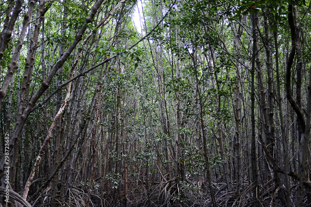 Fototapeta premium Destination environmental conservation in cock plants or Crabapple mangrove forest with natural sunlight