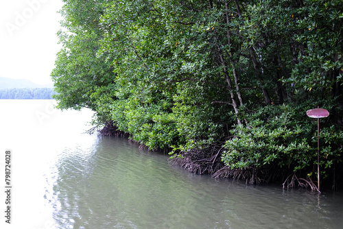 River or lake and seaside with tropical Crabapple or cock Mangrove in Mangrove Forest of Thailand