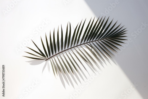 Palm leaf on white wall and shadow.