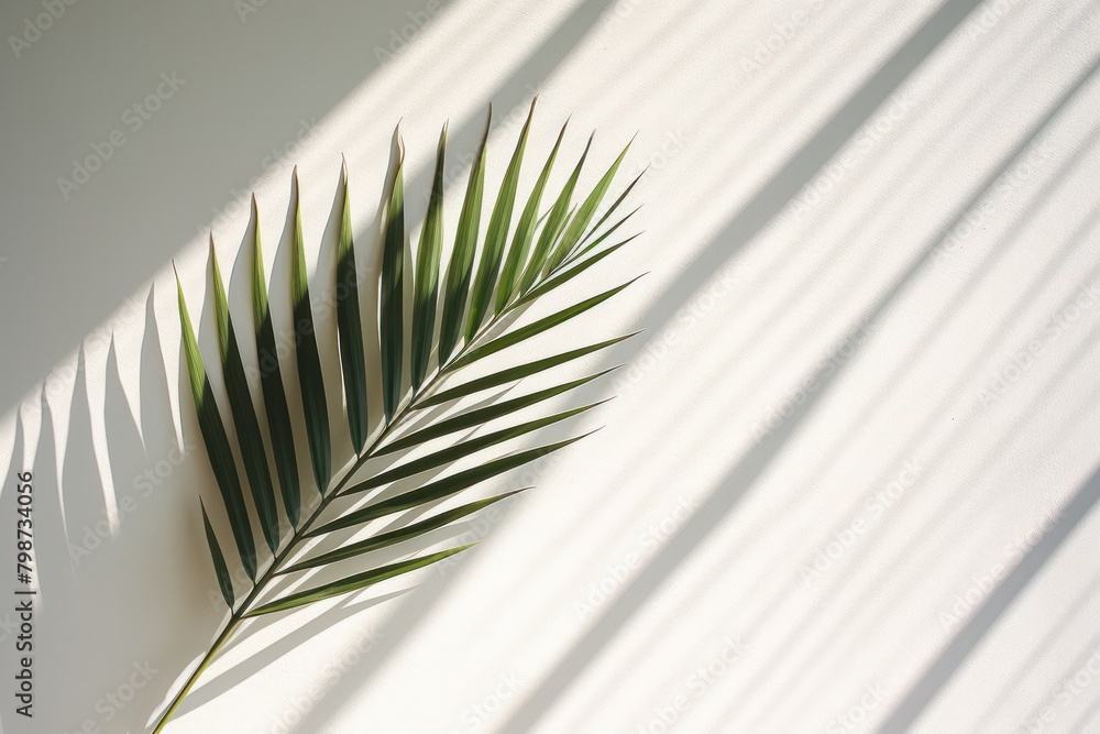 Fototapeta premium Palm leaf on white wall and shadow.