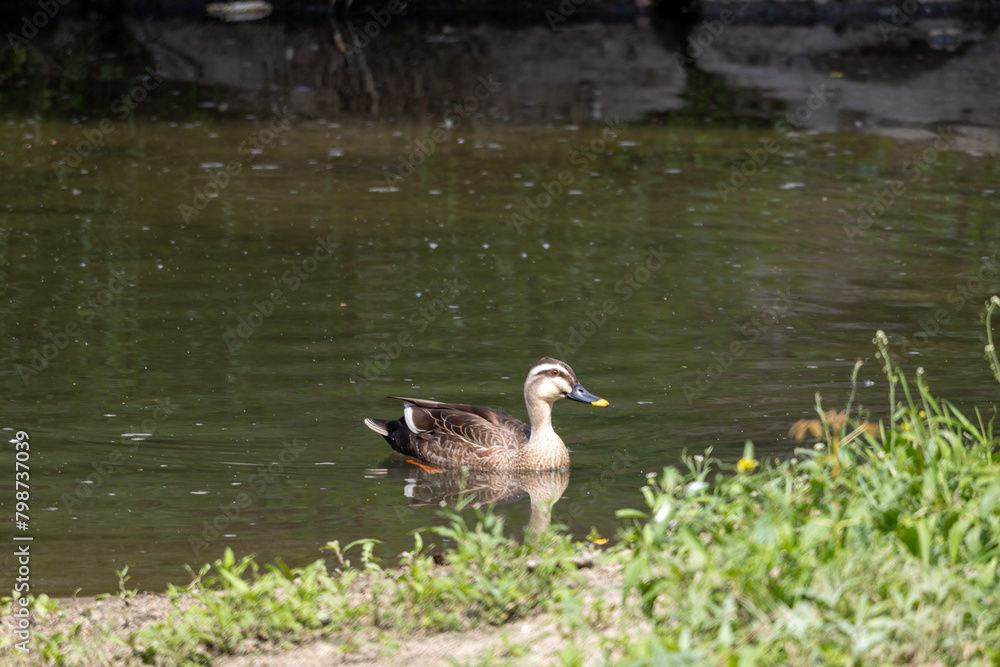 Fototapeta premium 도림천의 흰뺨 검둥오리