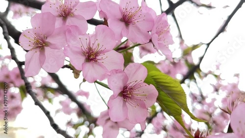 エゾヤマザクラ