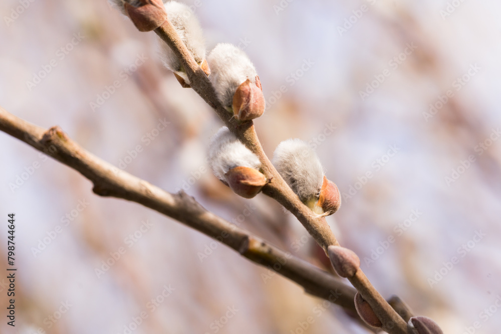 Fluffy shoots on willow branches in spring Fluffy shoots on willow branches in spring