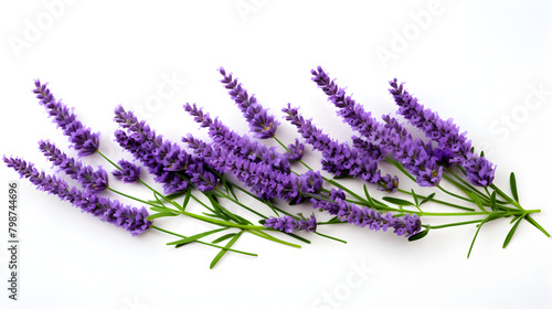Lavender flowers isolated on white . Free space for text