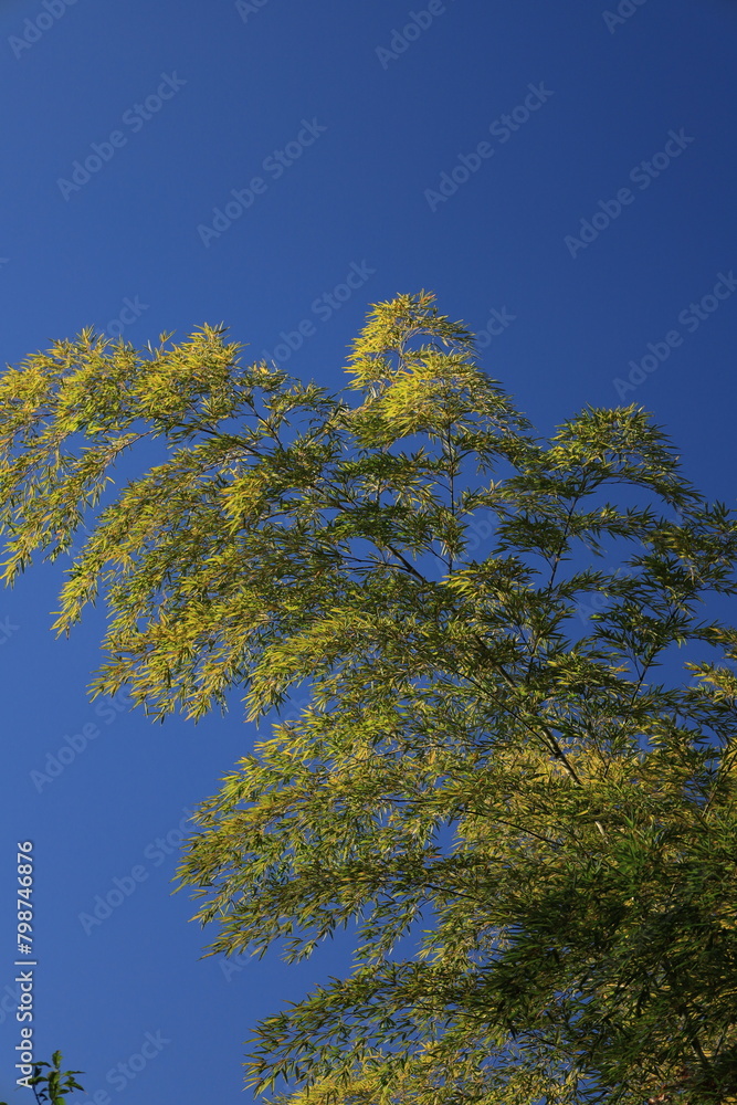 Obraz premium 見上げる竹を青空 