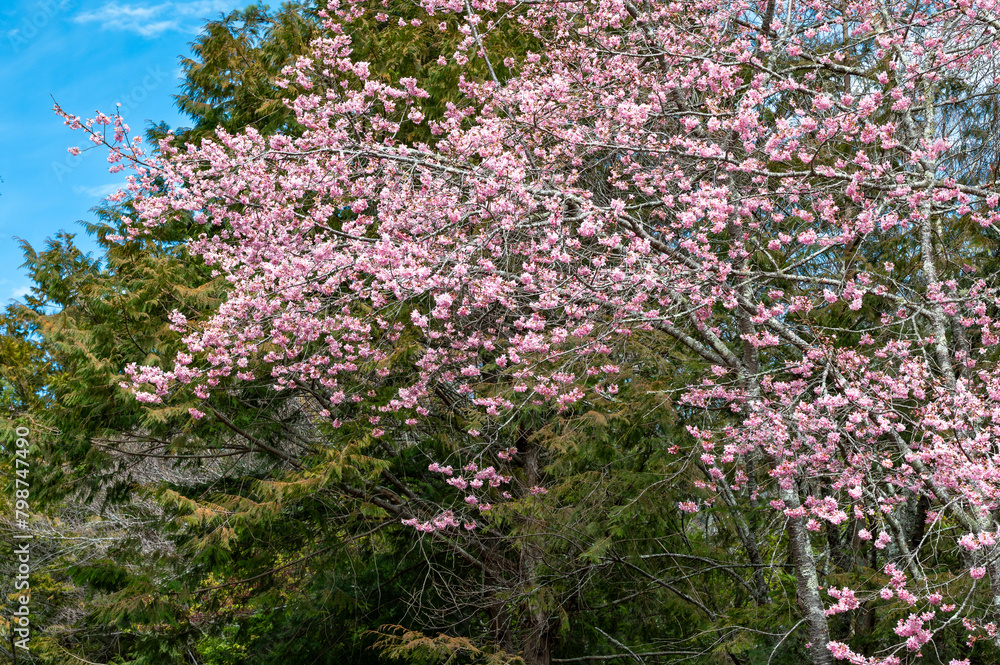 Cherry blossom full blooming, in Wuling Farm, Taichung, Taiwan.