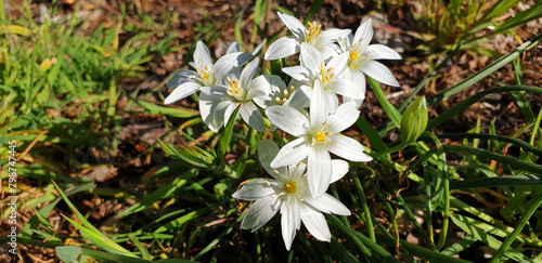 Panorama of white ornithogalum divergens flowers blooms on a spring day.