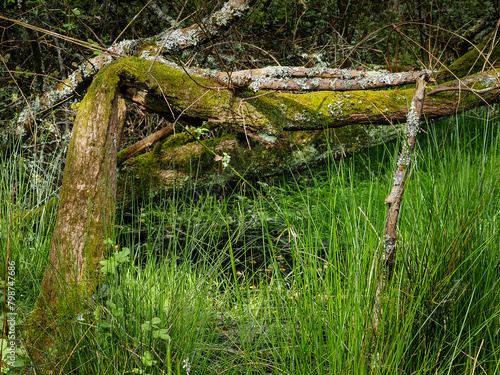 Storm damaged tree