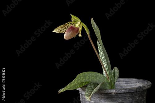 Closeup view of blooming lady slipper orchid species paphiopedilum sukhakulii with purple red and green flower isolated on black background