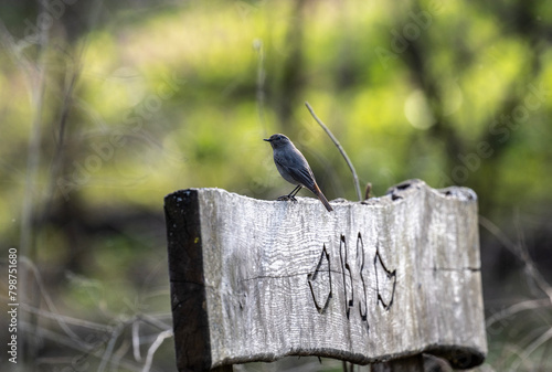 blue redstart bird sitting on a fence on a green background