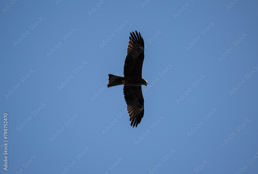 steppe eagle in the spring blooming steppe looks out for its prey steppe eagle in the spring blooming steppe looks out for its prey