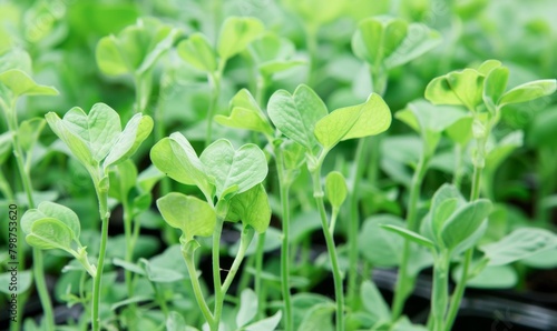 Young Seedlings Sprouting in Black Plastic Trays During Early Spring