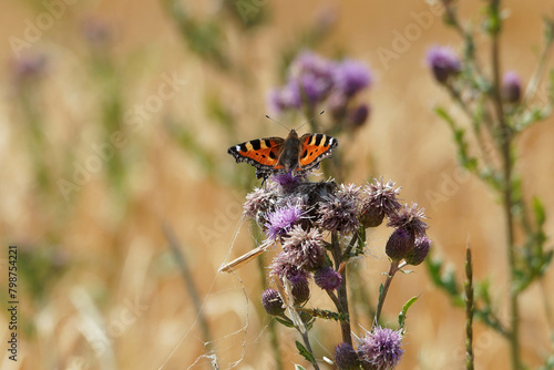 Der Schmetterling Kleiner Fuchs auf der Blüte einer Ackerkratzdistel