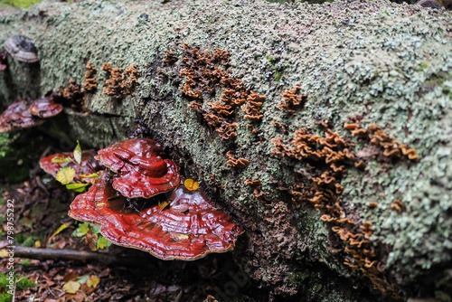 Fruchtkörper des glänzenden Lackporlings an einem umgefallenen Buchenstamm