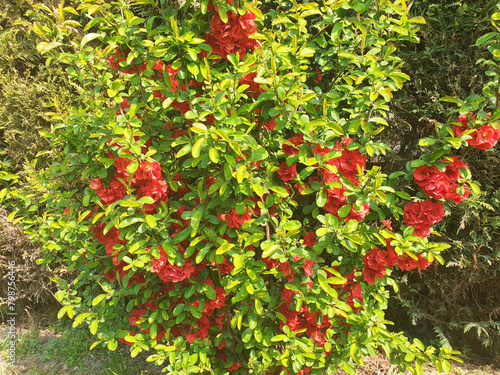 Bush chaenomeles with red flowers blooms in the garden.