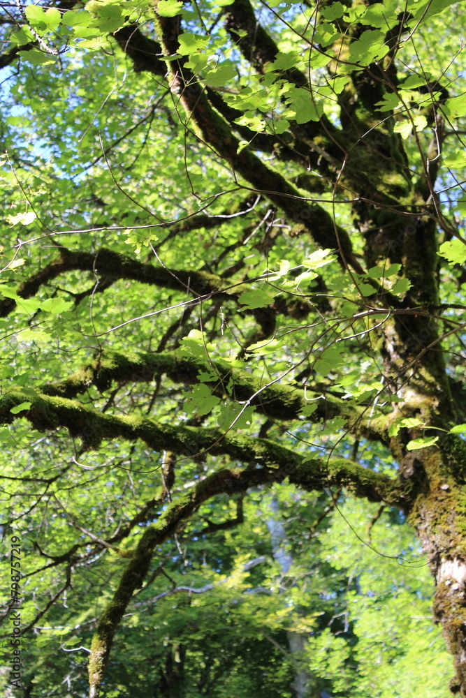 Fototapeta premium arbre, forêt, nature, vert, printemps, bois, paysage, feuille, vieux, branchages, naturel, environnement, chemin, jungle, mousse