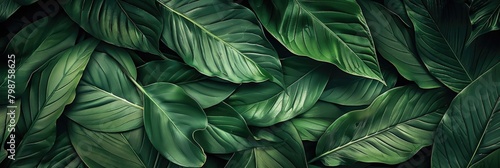Abstract Leaf Texture. Spring Forest Background with Tropical Green Leaves