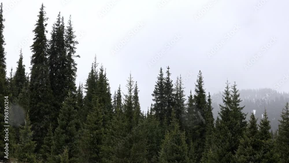 pine forest in the mountains in winter, it is snowing pine forest in the mountains in winter, it is snowing