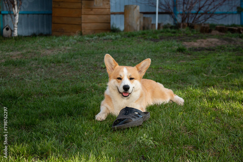 A cheerful baby corgi poses for the camera. Funny pets.