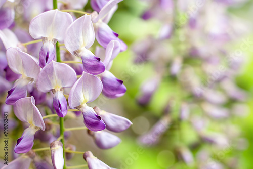 Beautiful wisteria flowers close up plan. Blur and selective focus