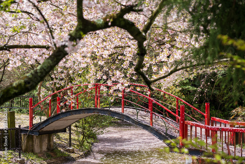 Playground of Asahiyama Shinrin Park ( Mt. Asahi Forest Park ). Cherry blossoms in full bloom in Shikoku island. Mitoyo, Kagawa, Japan. photo