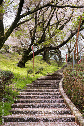 Mitoyo, Kagawa, Japan - April 9 2024 : Stone stairs of Asahiyama Shinrin Park ( Mt. Asahi Forest Park ). Cherry blossoms in full bloom in Shikoku island. photo