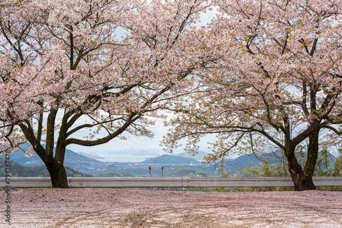 Cherry blossoms in full bloom in Asahiyama Shinrin Park ( Mt. Asahi Forest Park ). Famous attractions in Shikoku island. Mitoyo, Kagawa, Japan. photo