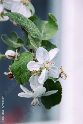White blossoming apple trees. Spring season
