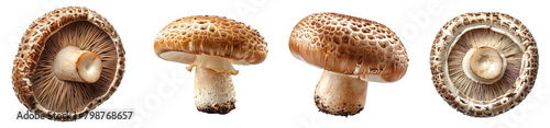Champignon mushroom PNG. White mushroom isolated. Champignon mushroom top view PNG. Mushroom flat lay isolated 