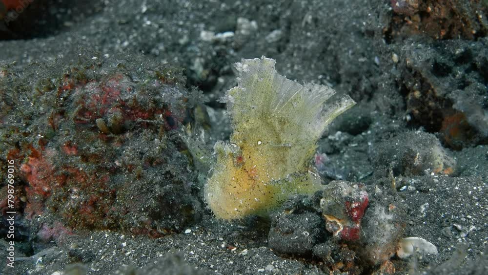 A yellow scorpion fish sits between rocks on the bottom of a tropical sea and sways from side to side.
Leaf scorpionfish (Taenianotus triacanthus) 10 cm. Extremely variable in color. A yellow scorpion fish sits between rocks on the bottom of a tropical sea and sways from side to side.
Leaf scorpionfish (Taenianotus triacanthus) 10 cm. Extremely variable in color.