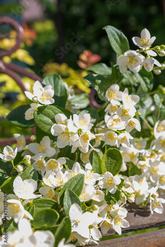 blooming jasmine in the garden in spring