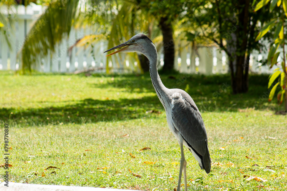 Fototapeta premium A gray heron basks on the lawn. Observation of birds.