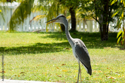 A gray heron basks on the lawn. Observation of birds.