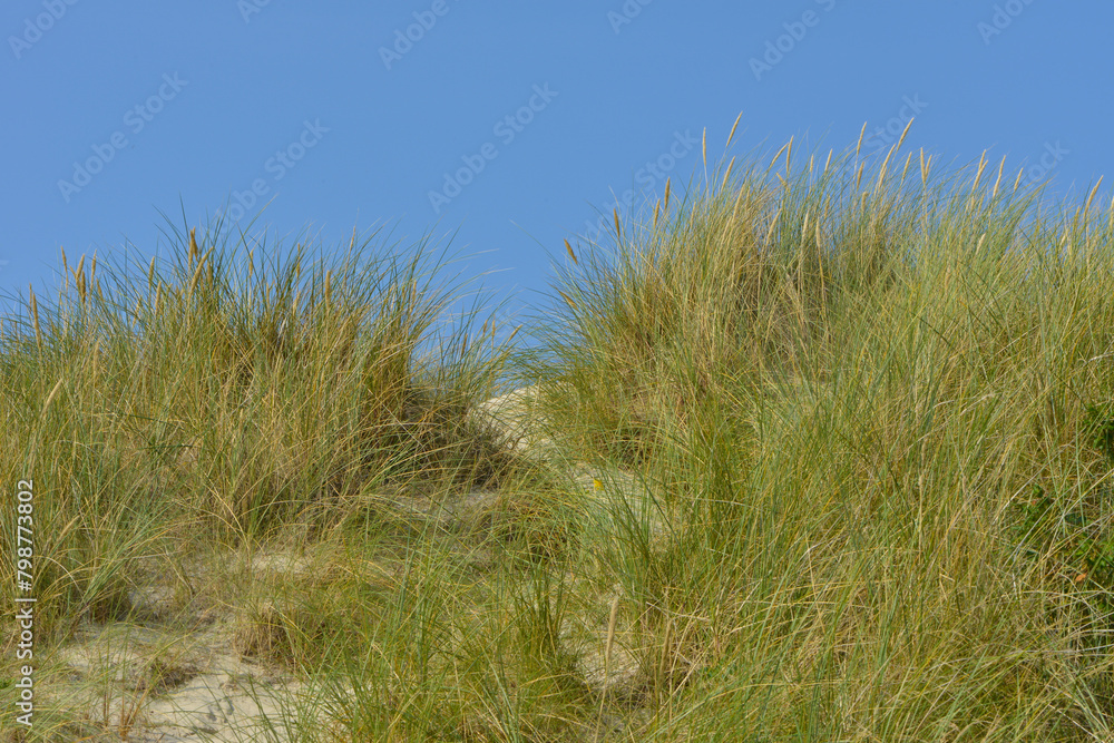 Fototapeta premium Dünen, Dänemark