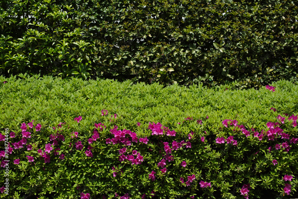 東京港区赤坂4丁目のツツジ