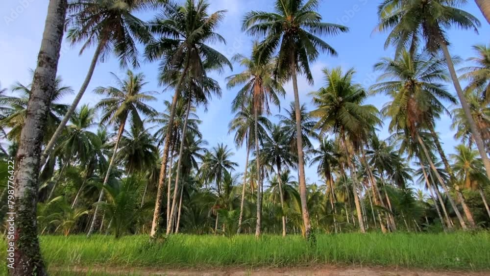 Coconut trees and calm beach on the island in summer Coconut trees and calm beach on the island in summer