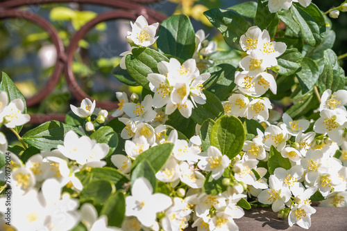 blooming jasmine in the garden in spring