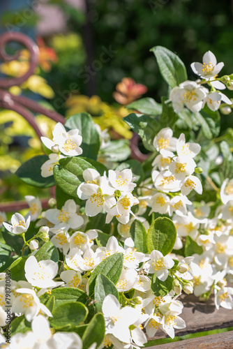 blooming jasmine in the garden in spring