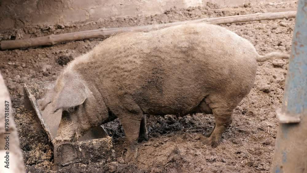 Close-up of a dirty pig eating food in a pen. A dirty pig on a farm among the manure. Close-up of a dirty pig eating food in a pen. A dirty pig on a farm among the manure.