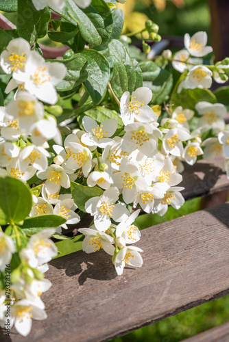 blooming jasmine in the garden in spring
