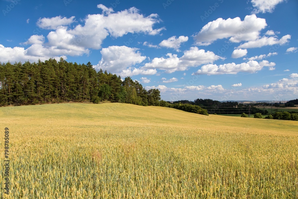 landscape with wheat field forest and beautiful clouds