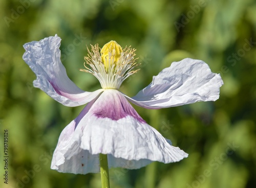 Canvas Print white opium poppy flower, in latin papaver somniferum
