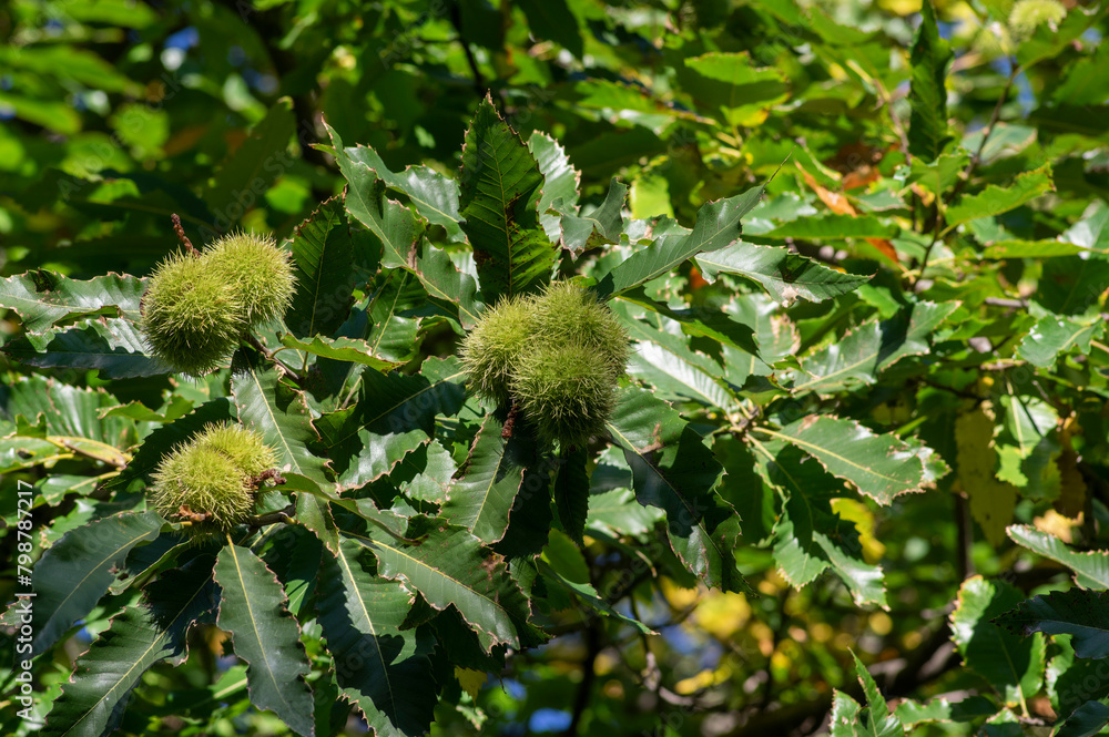 Castanea sativa ripening fruits in spiny cupules, edible hidden seed nuts hanging on tree branches, green leaves Castanea sativa ripening fruits in spiny cupules, edible hidden seed nuts hanging on tree branches, green leaves