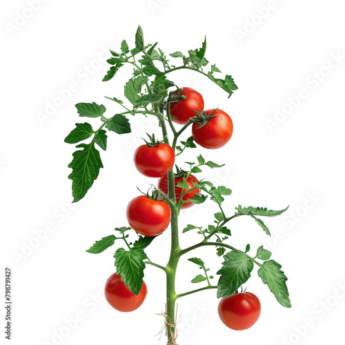 A full grown tomato plant with red tomatoes in soil isolated on white background.