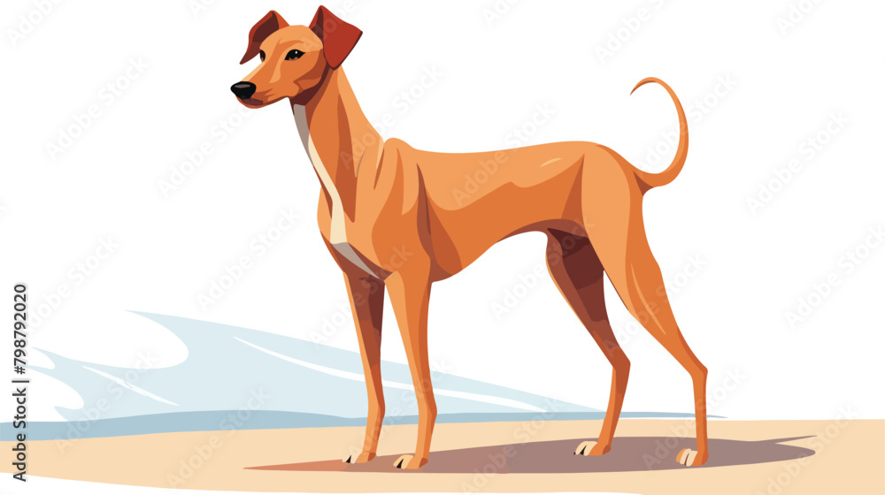 Azawakh. Lovely cute hunting dog or sighthound with